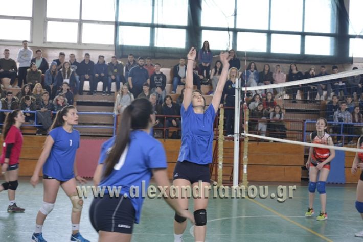 volley _1ogel-kassandra140